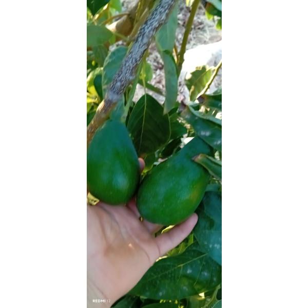 Avakado 1 kg