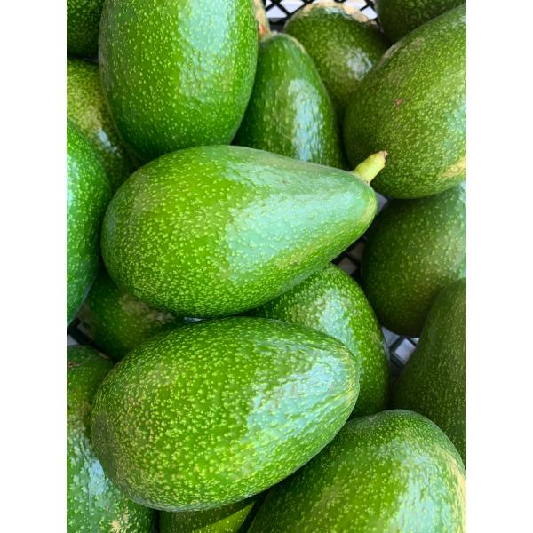 Avokado 20'li