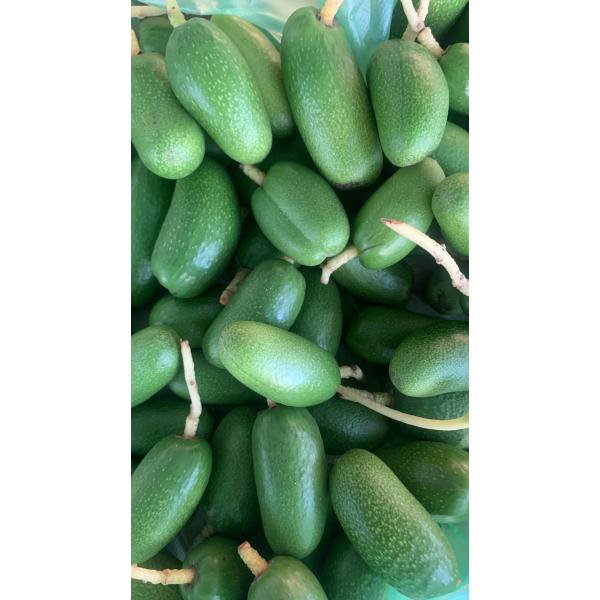 Bebek avakado 500 GR