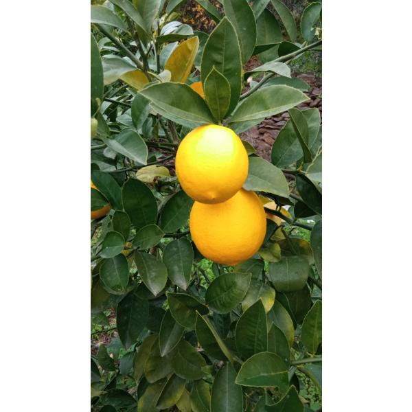 Limon 1kg