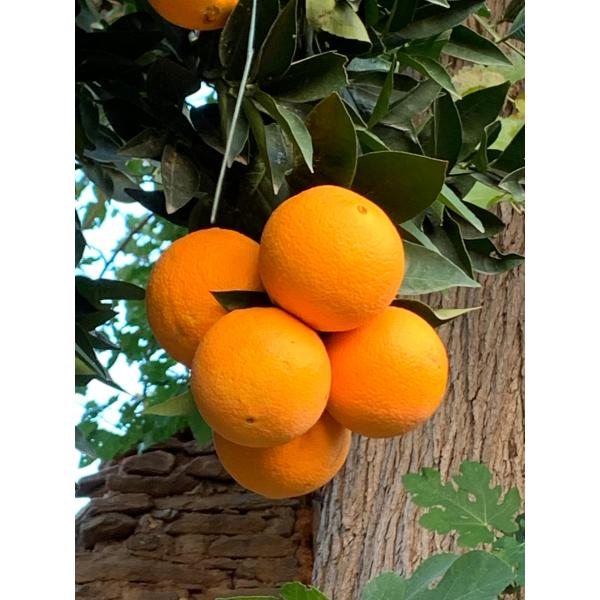 Portakal Washington 1 kg( ORTA BOY)